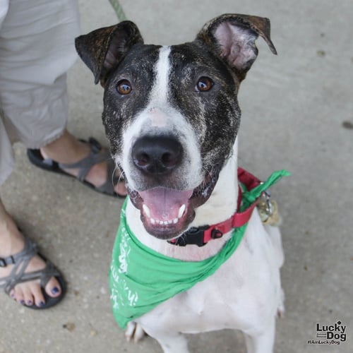 GUS - Shepherd available for adoption