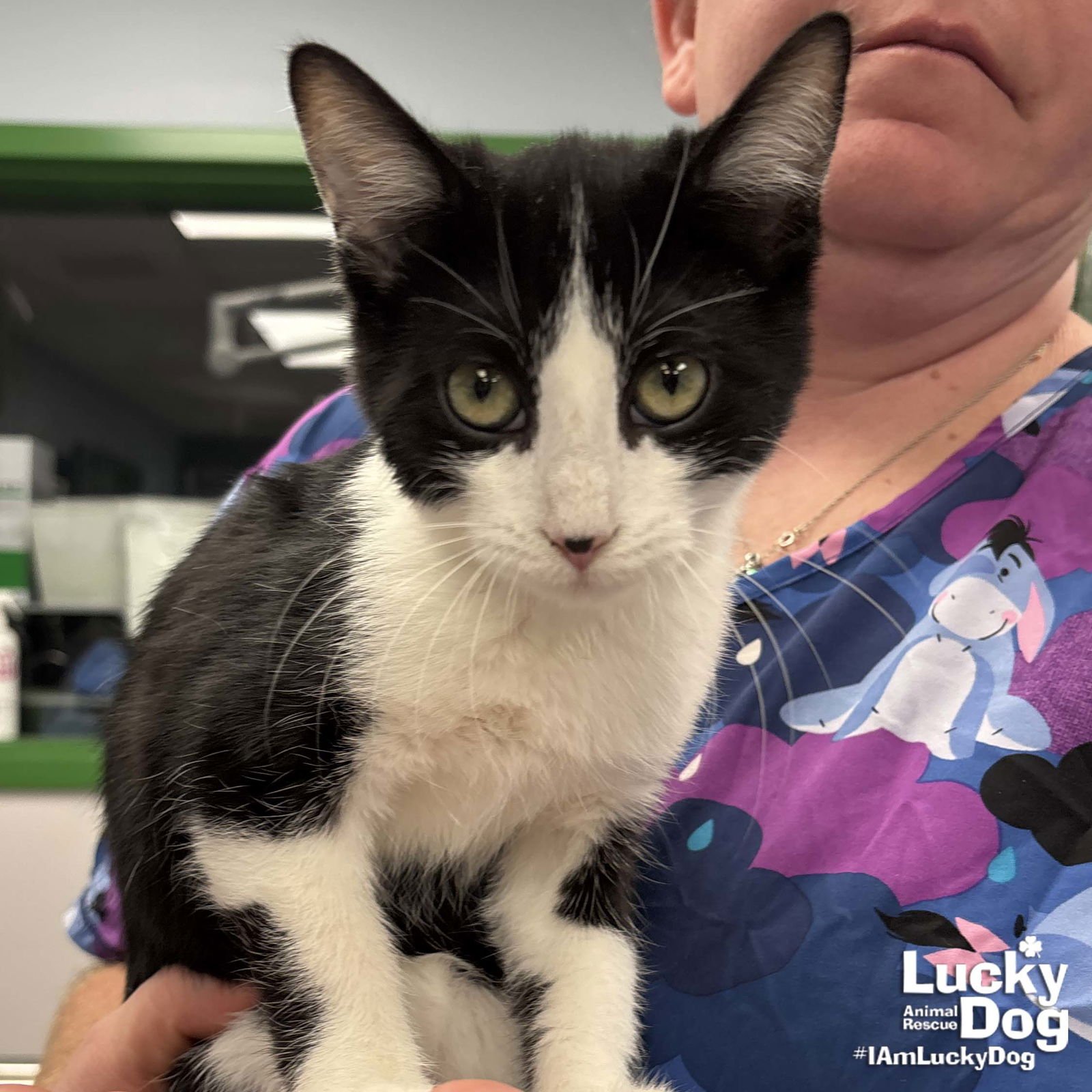 RICH - Domestic Short Hair available for adoption