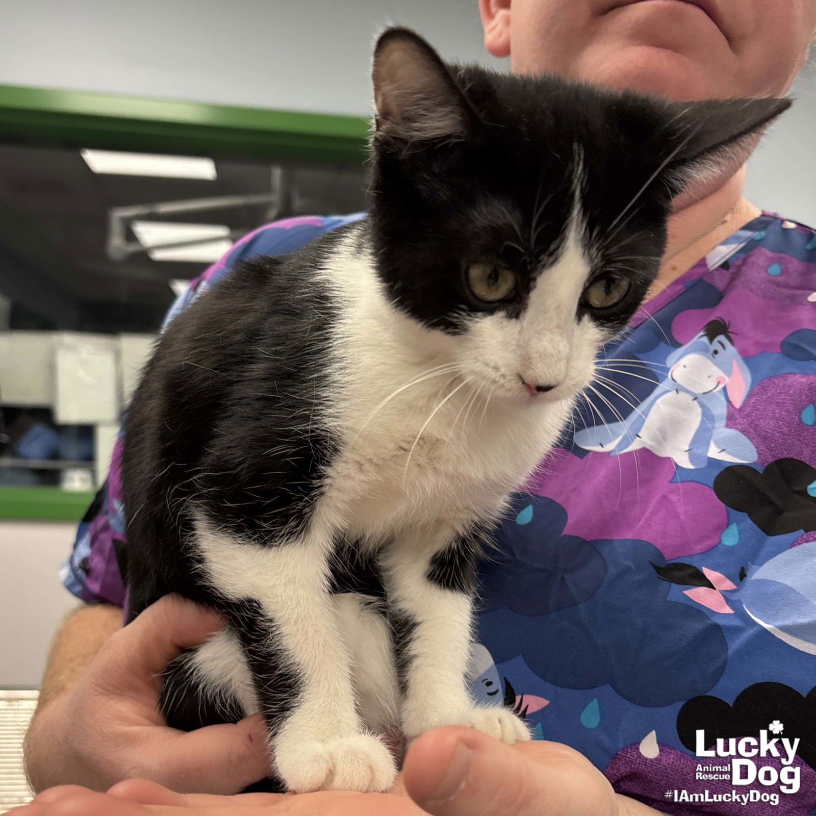 RICH - Domestic Short Hair available for adoption