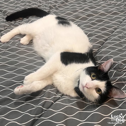 TIDBIT - Domestic Short Hair available for adoption