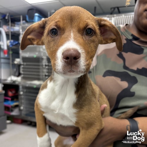 JANE - Shepherd / Plott Hound available for adoption