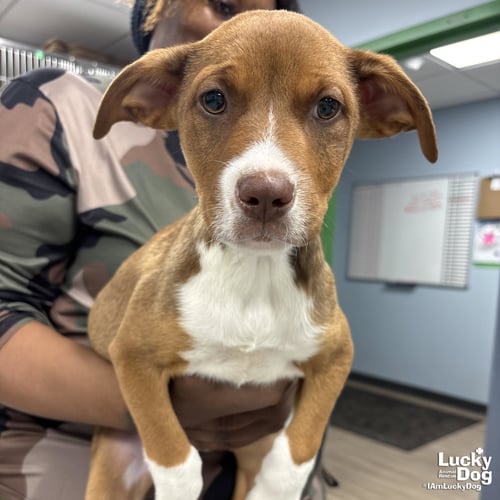 JANE - Shepherd / Plott Hound available for adoption
