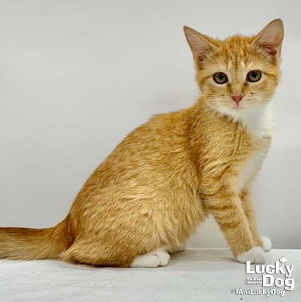 RUBY JEAN - Domestic Short Hair available for adoption