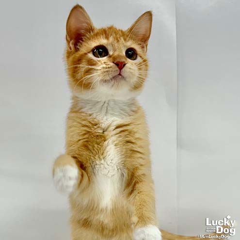 RUBY JEAN - Domestic Short Hair available for adoption