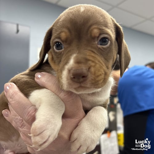 CALVIN - Retriever / Beagle available for adoption