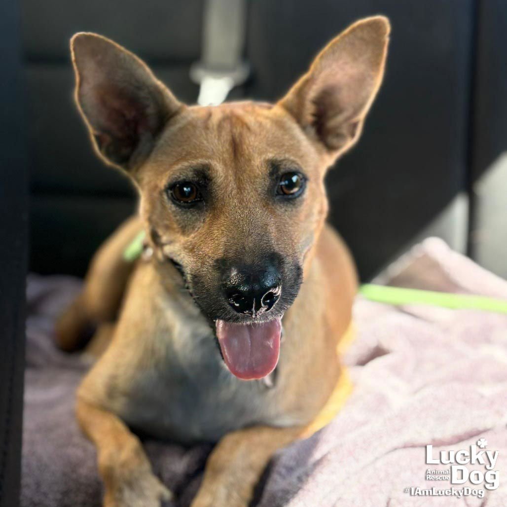 THELMA - Corgi available for adoption