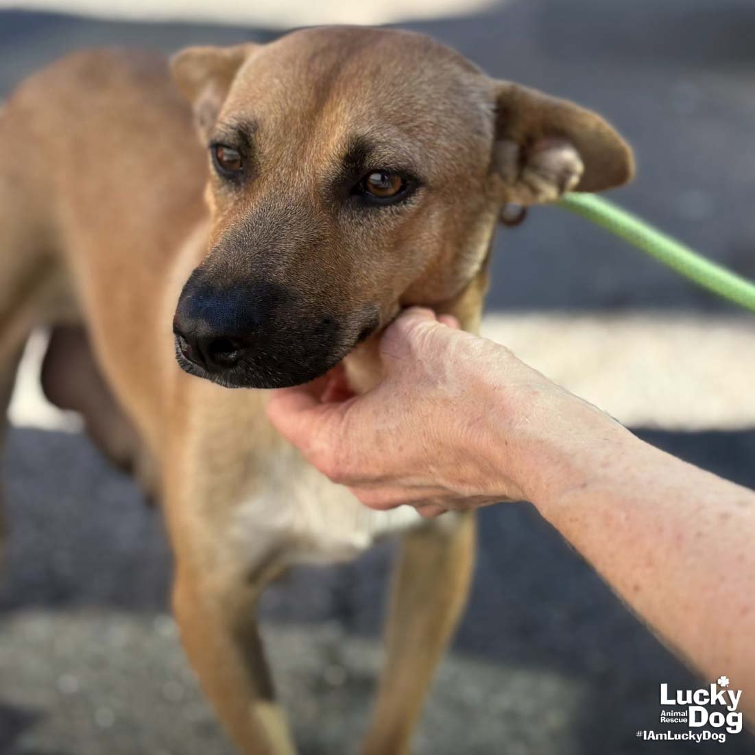 THELMA - Corgi available for adoption