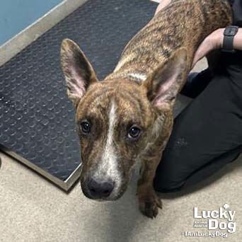 COOPER - Australian Cattle Dog/Blue Heeler available for adoption