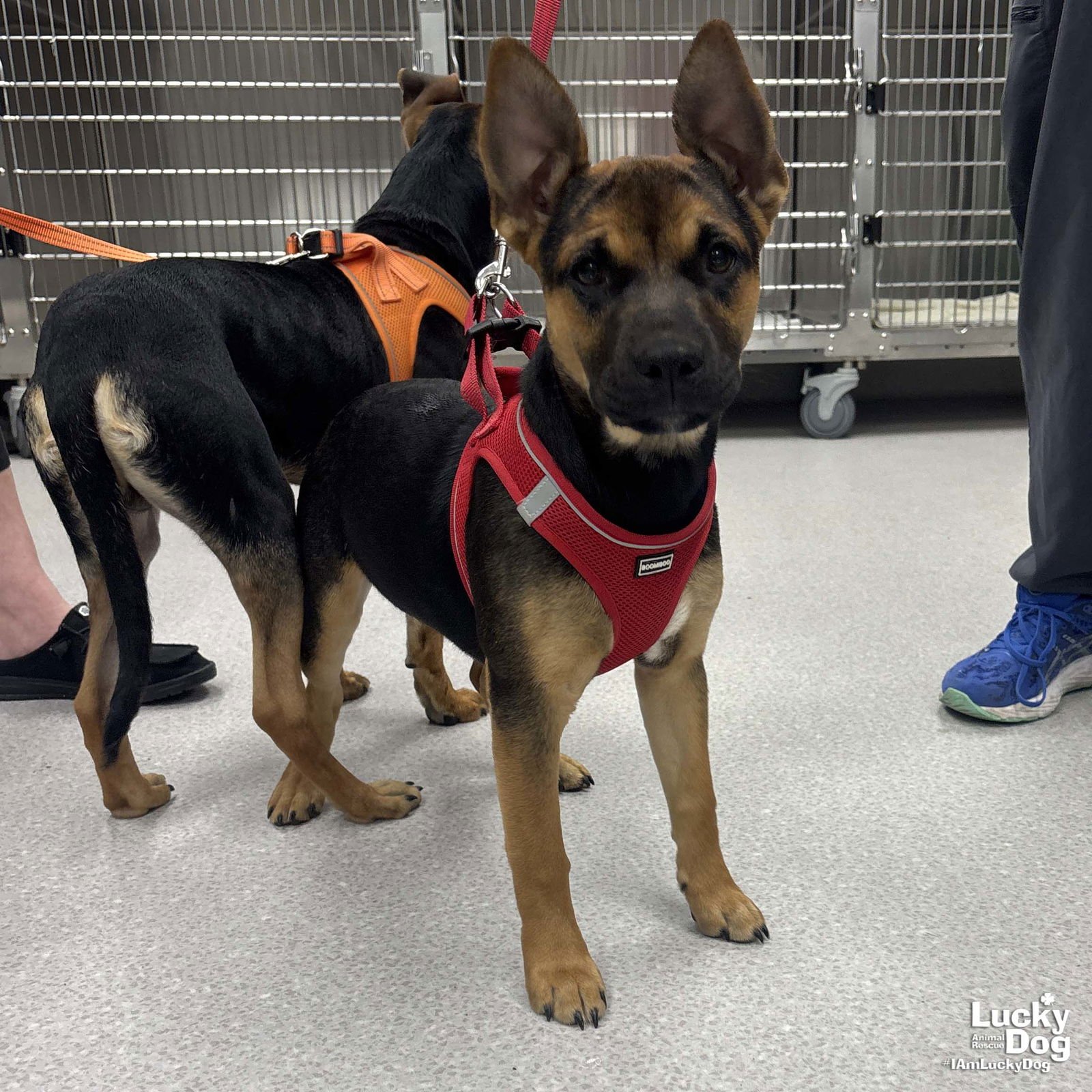 WREN - Shepherd / German Shepherd Dog available for adoption