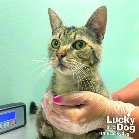 TWIZZLE - Domestic Short Hair available for adoption