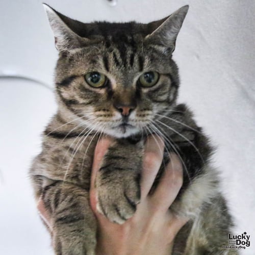 TWIZZLE - Domestic Short Hair available for adoption