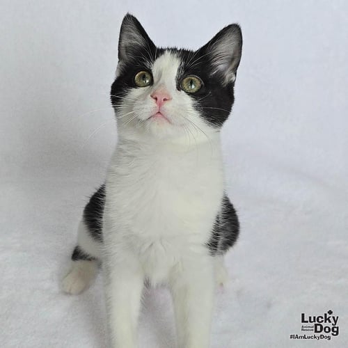YOSHI - Domestic Short Hair available for adoption