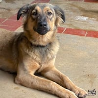 Canela - Photo 2