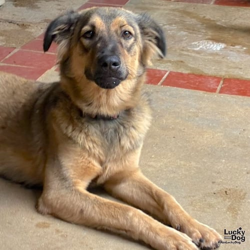 CANELA - Shepherd / Shetland Sheepdog Sheltie available for adoption