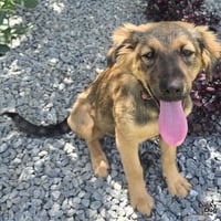 Canela - Photo 4