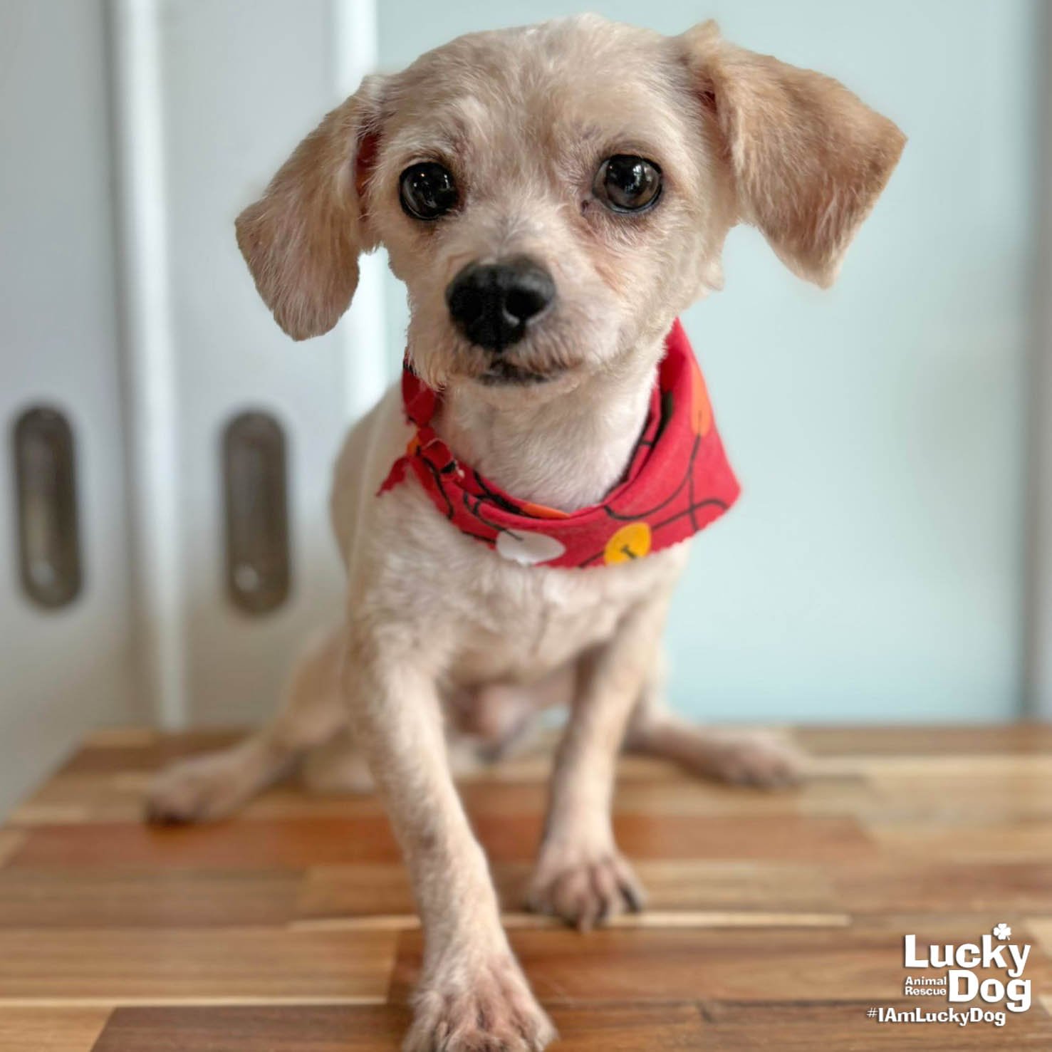 RABITO - Shih Tzu available for adoption