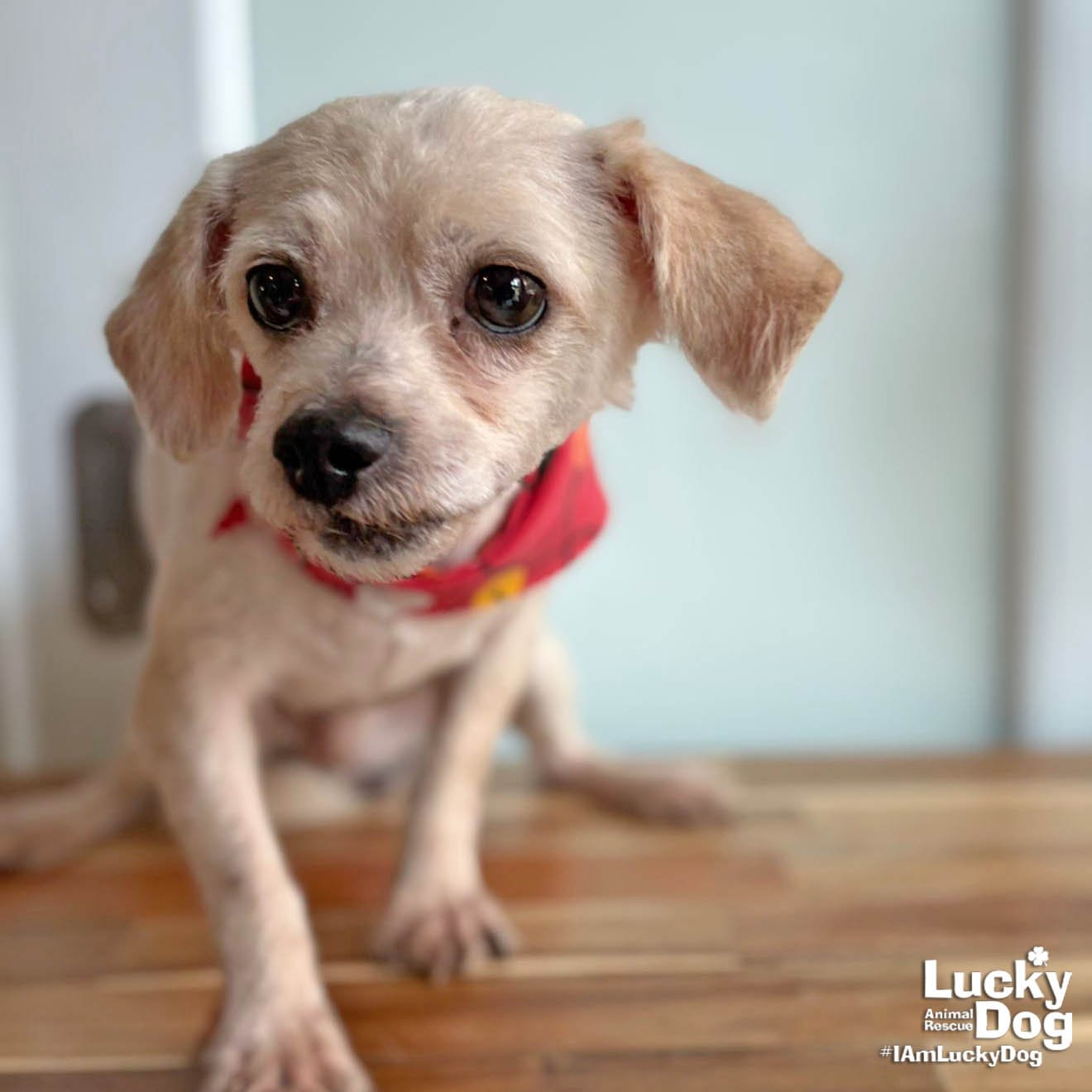 RABITO - Shih Tzu available for adoption