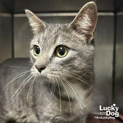 KATE - Domestic Short Hair available for adoption