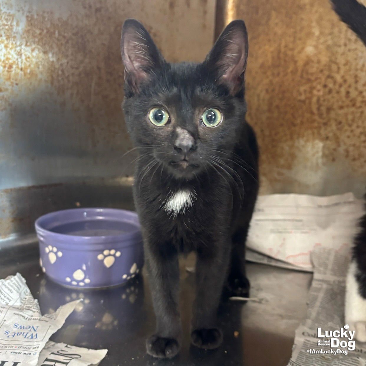 SISTER - Domestic Short Hair available for adoption