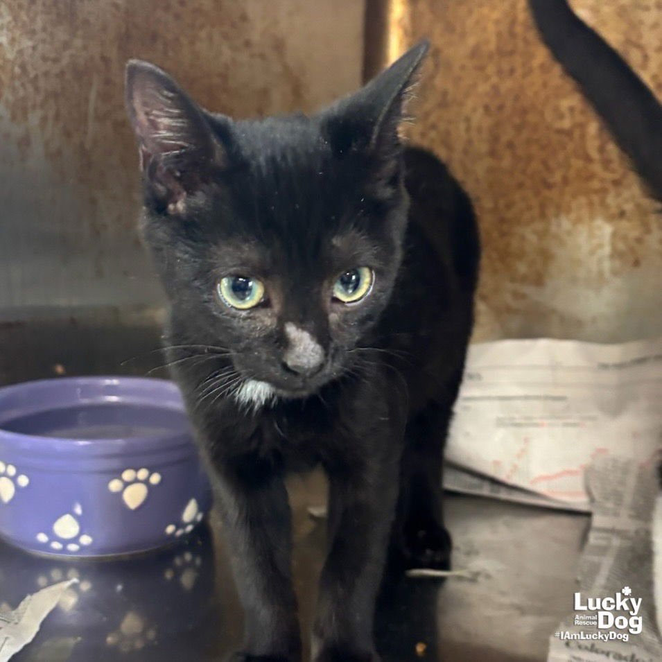 SISTER - Domestic Short Hair available for adoption