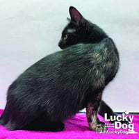 Ernie - Photo 1