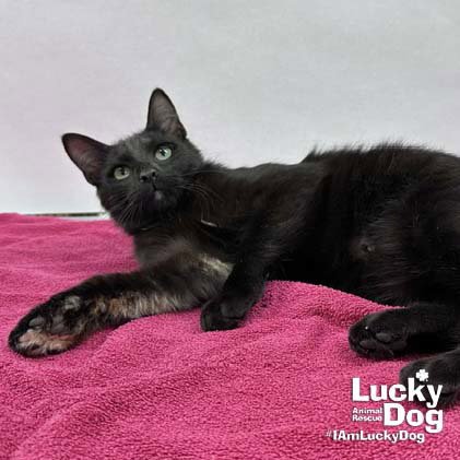 ERNIE - Domestic Short Hair available for adoption
