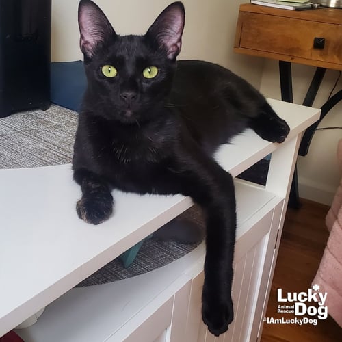 ERNIE - Domestic Short Hair available for adoption
