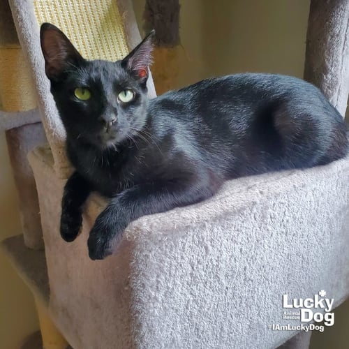 ERNIE - Domestic Short Hair available for adoption