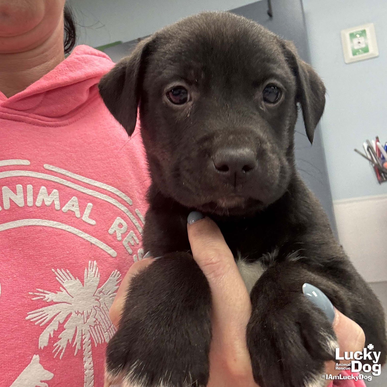 SAGE - Labrador Retriever / Shepherd available for adoption