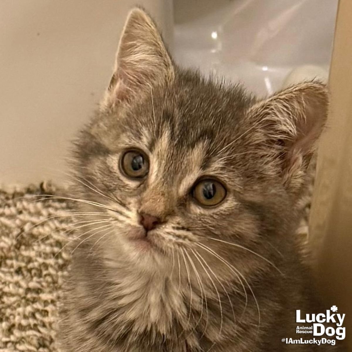 LIL CHEESEBURGER - Domestic Short Hair available for adoption