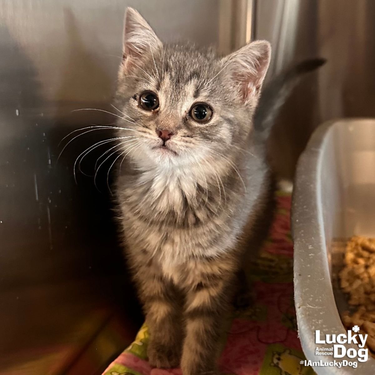 LIL CHEESEBURGER - Domestic Short Hair available for adoption