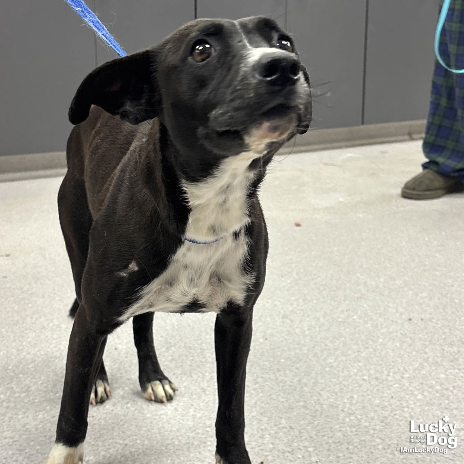 ROSE - Rat Terrier / Terrier available for adoption