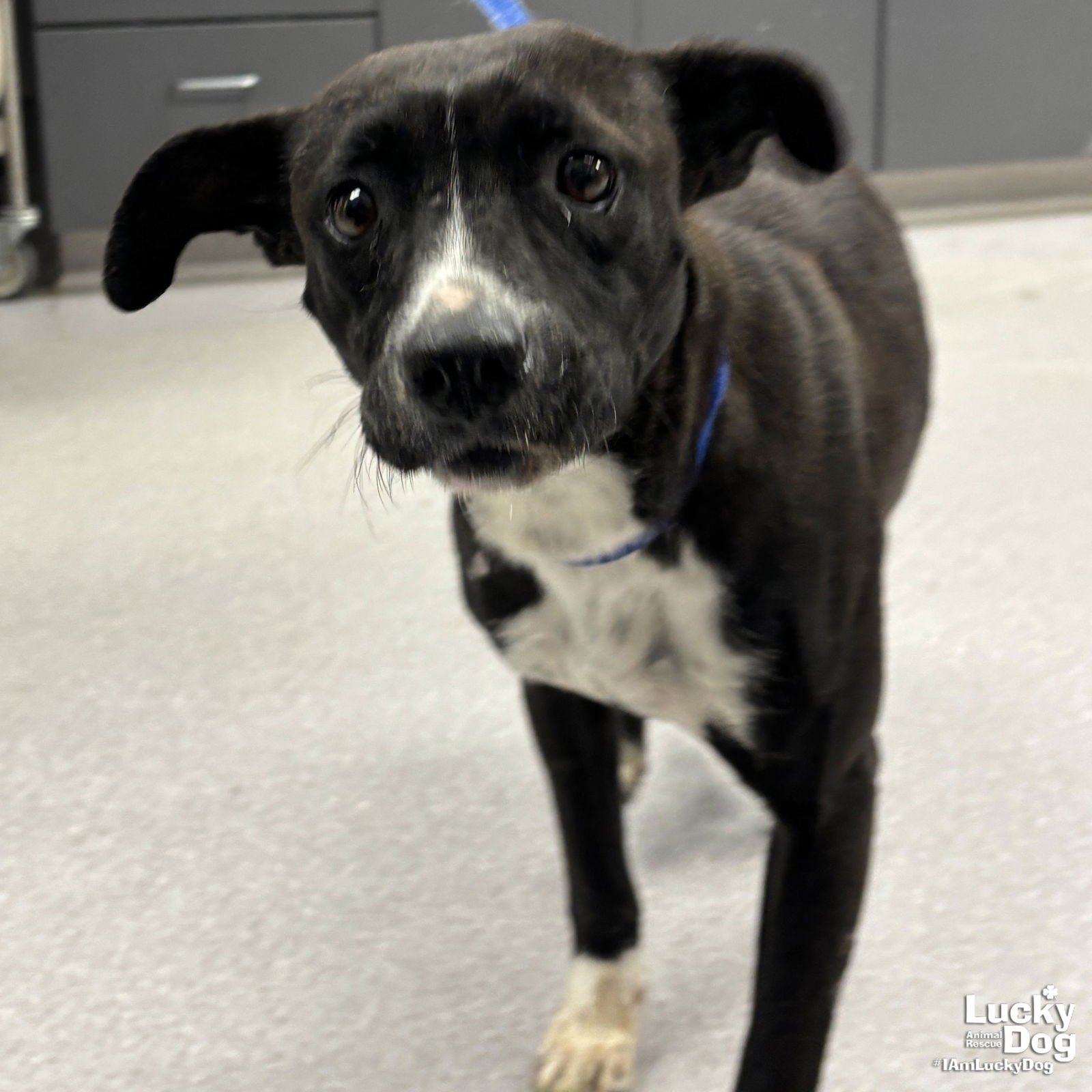 ROSE - Rat Terrier / Terrier available for adoption