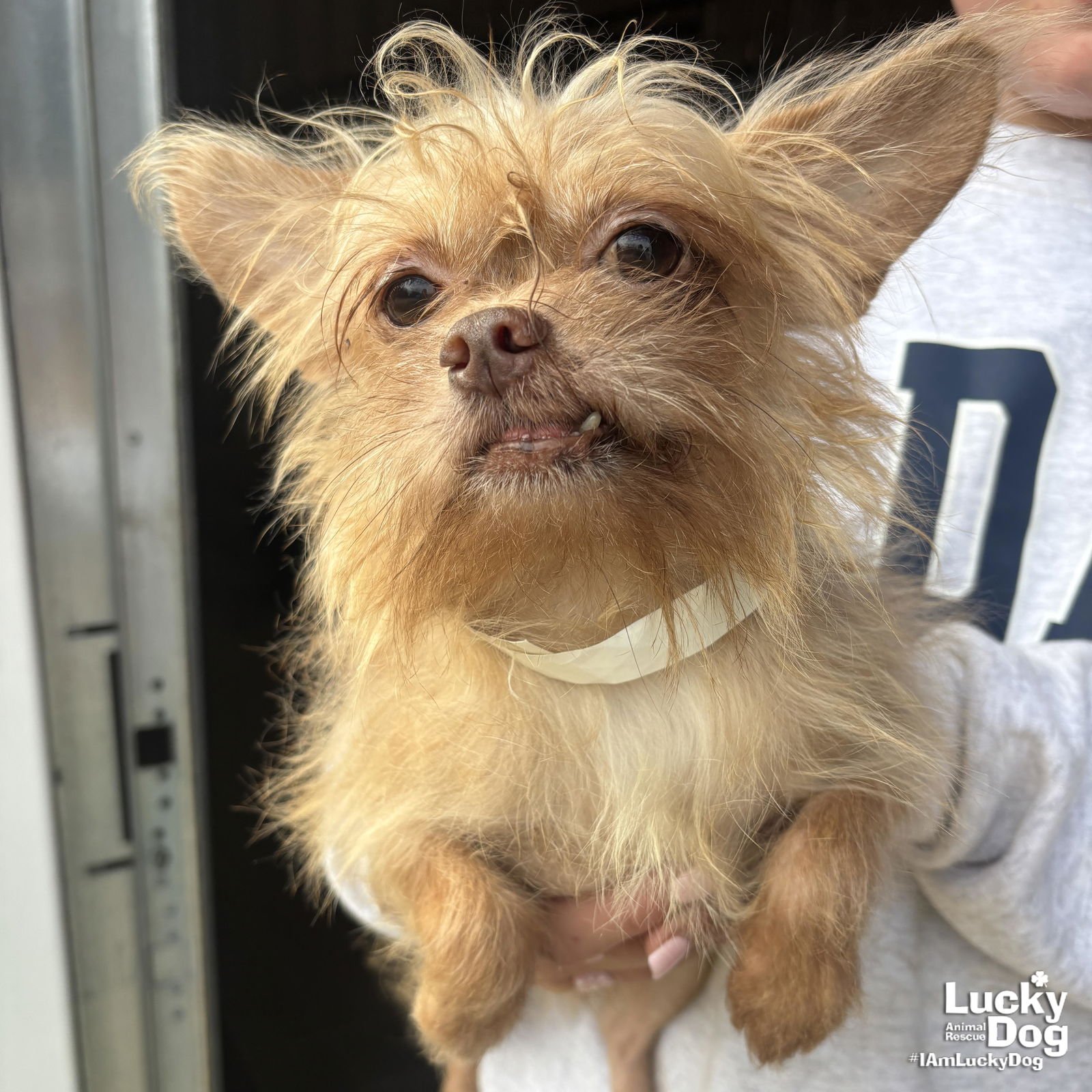 PRINCIPITO - Chihuahua available for adoption