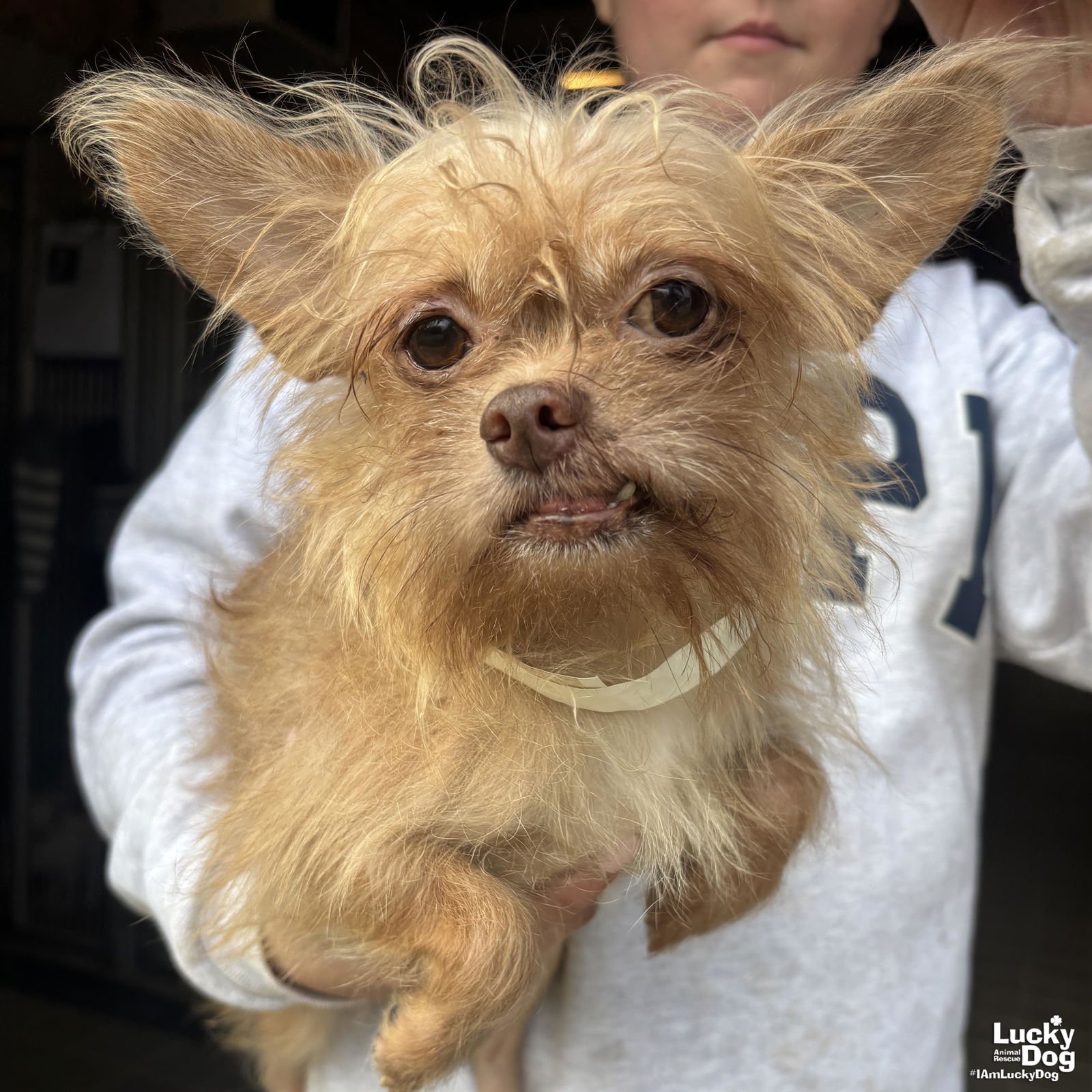 PRINCIPITO - Chihuahua available for adoption