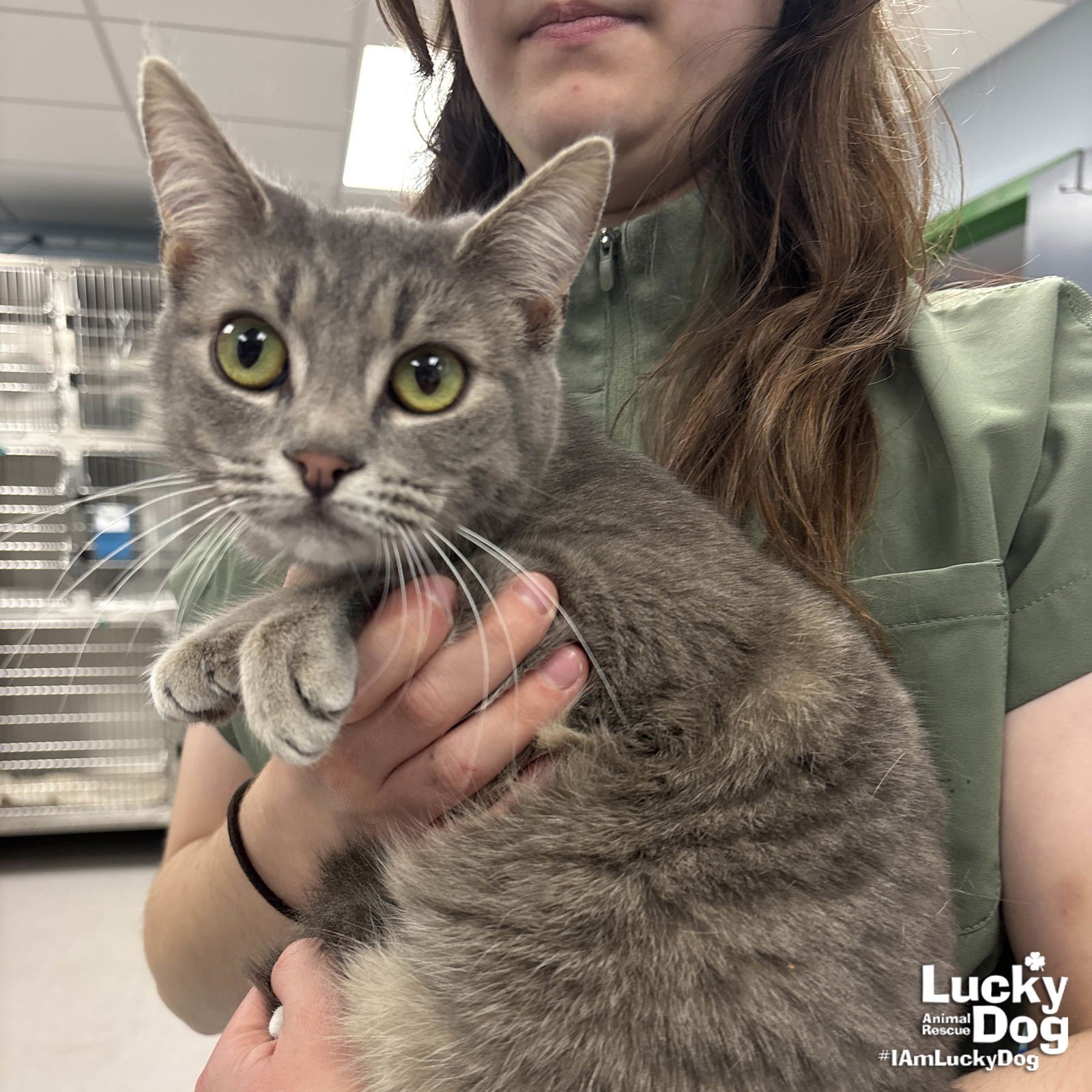 BETTY - Domestic Short Hair available for adoption