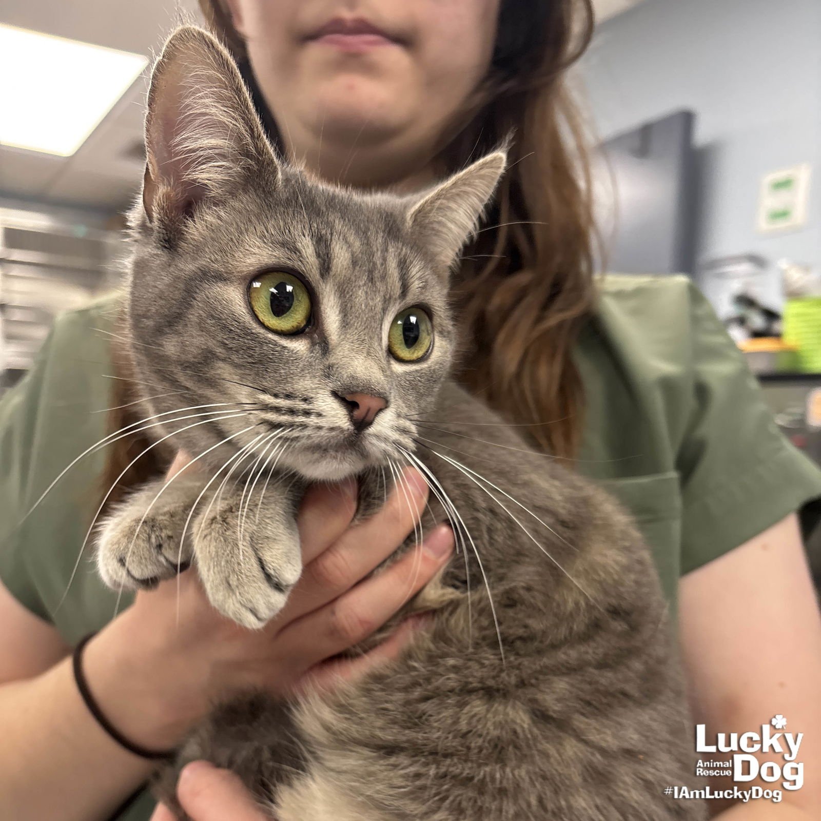 BETTY - Domestic Short Hair available for adoption