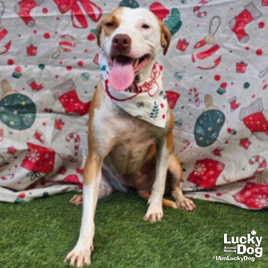 XELENA - Labrador Retriever / Terrier available for adoption