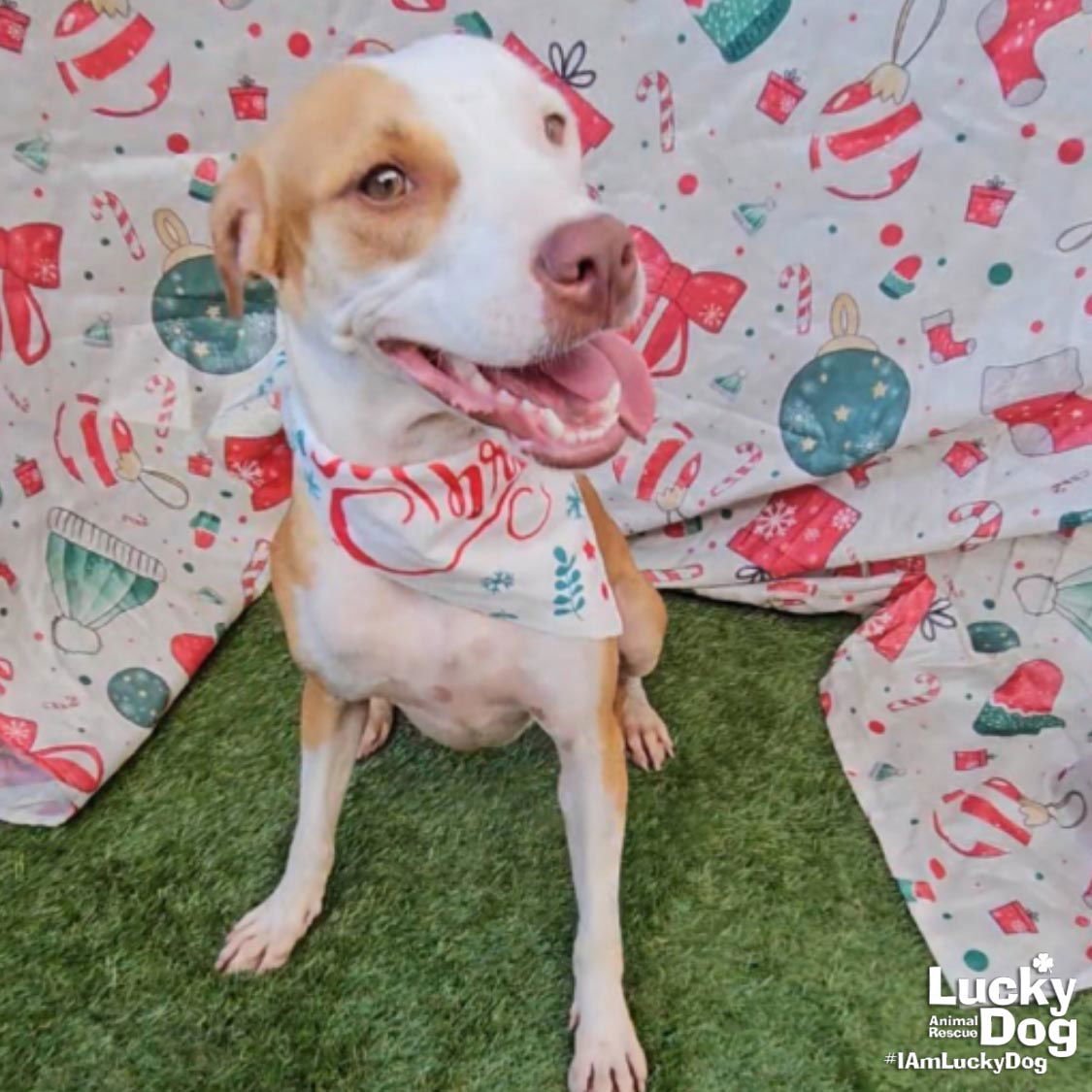 XELENA - Labrador Retriever / Terrier available for adoption