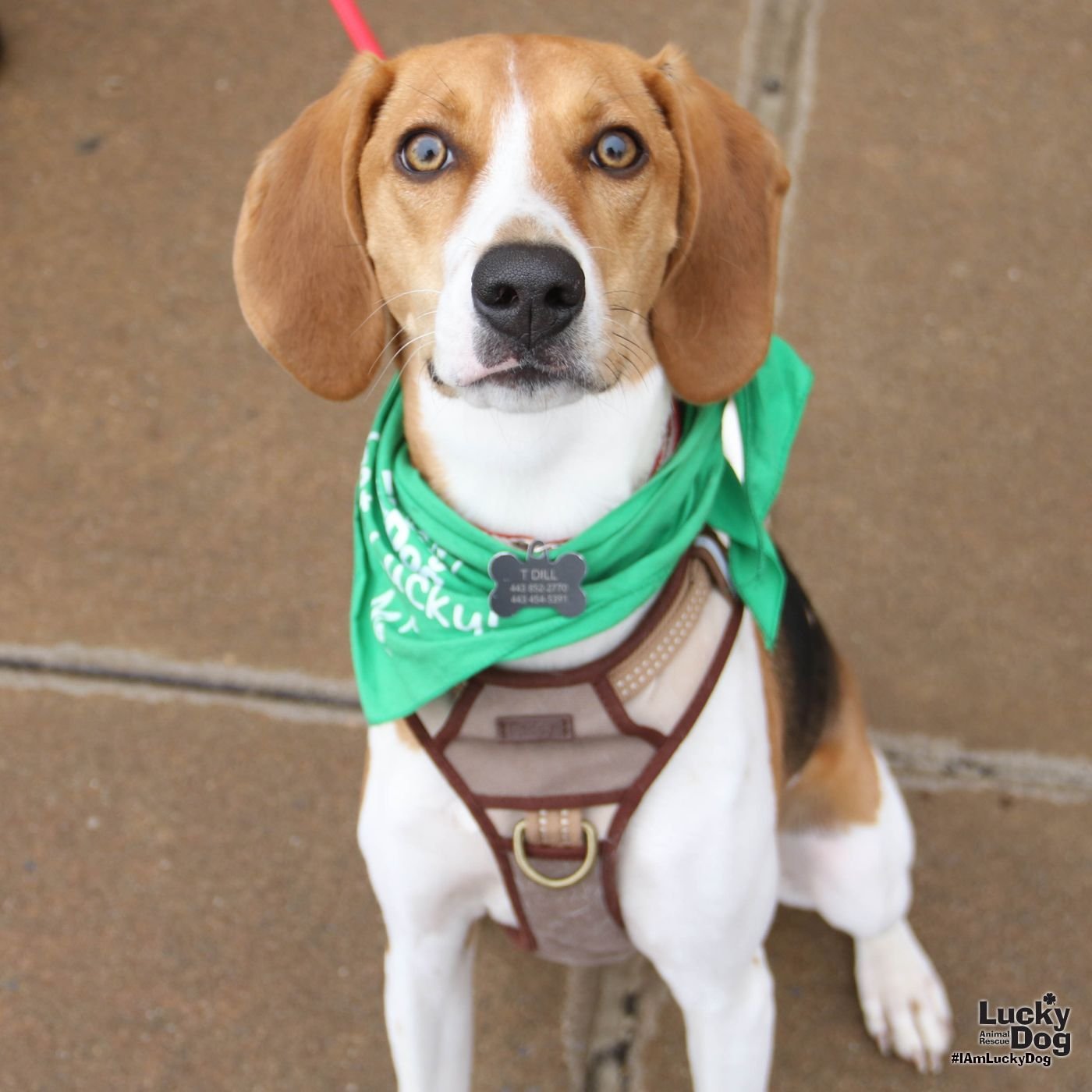 FEATHERS - Beagle / Hound available for adoption