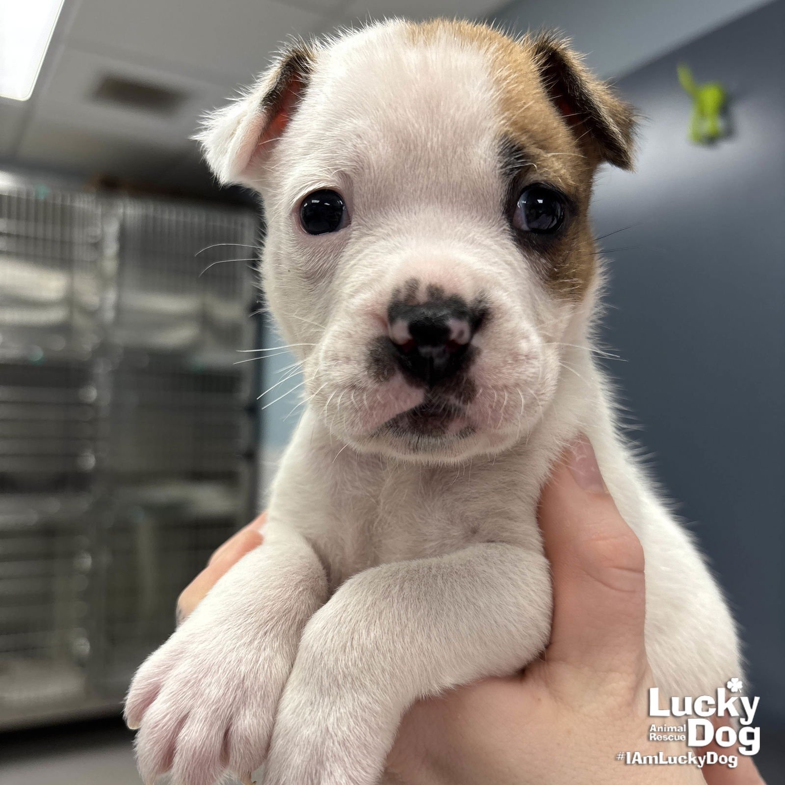 WARTHOG - Shepherd / Labrador Retriever available for adoption