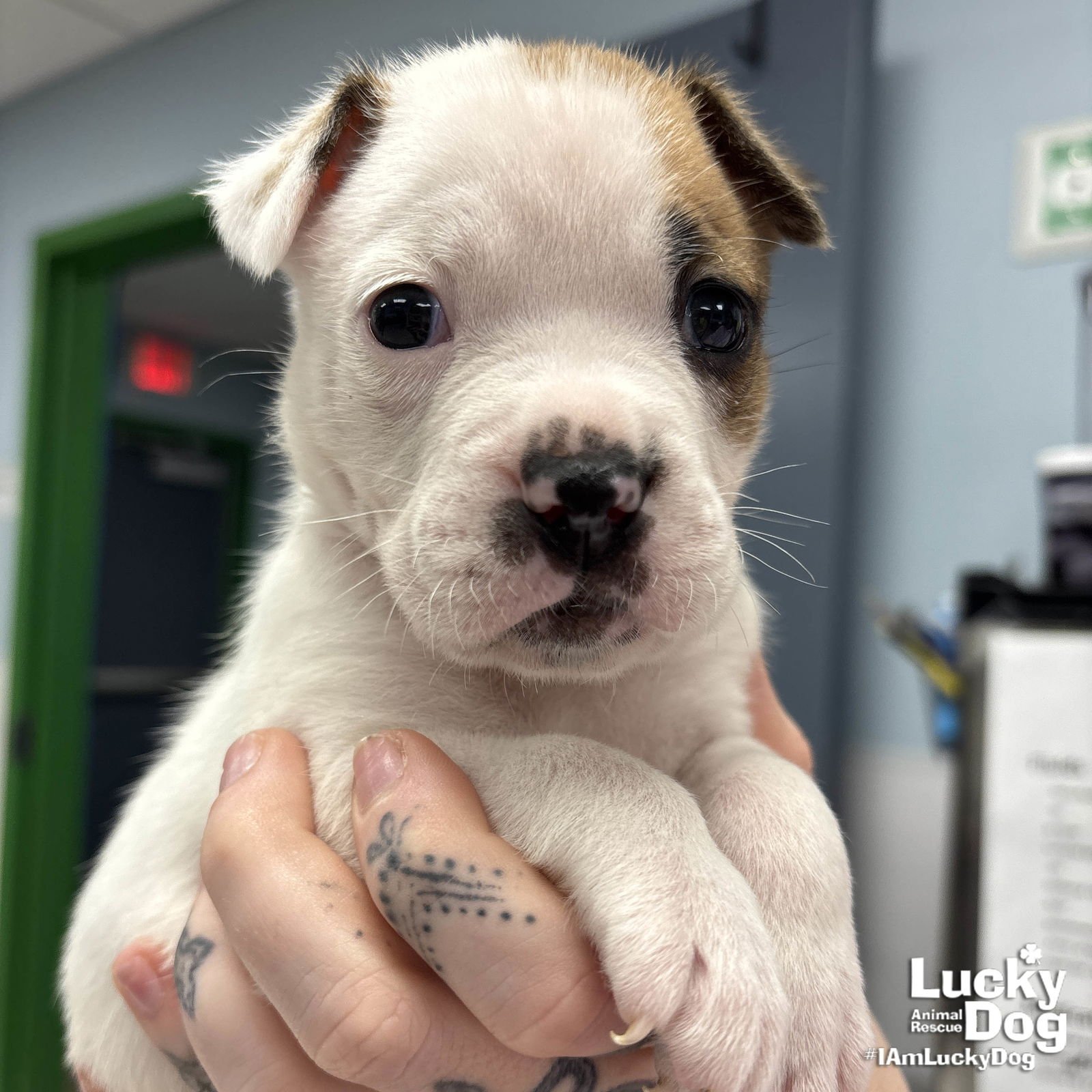 WARTHOG - Shepherd / Labrador Retriever available for adoption