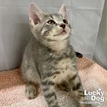 ALASKA - Domestic Short Hair available for adoption