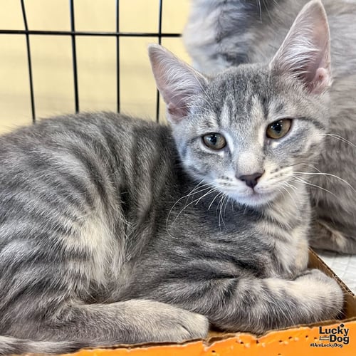 ALASKA - Domestic Short Hair available for adoption