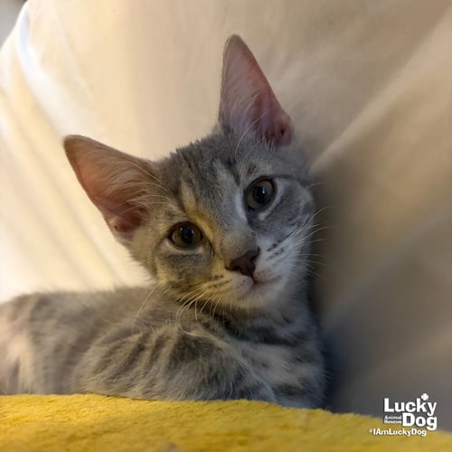 ALASKA - Domestic Short Hair available for adoption