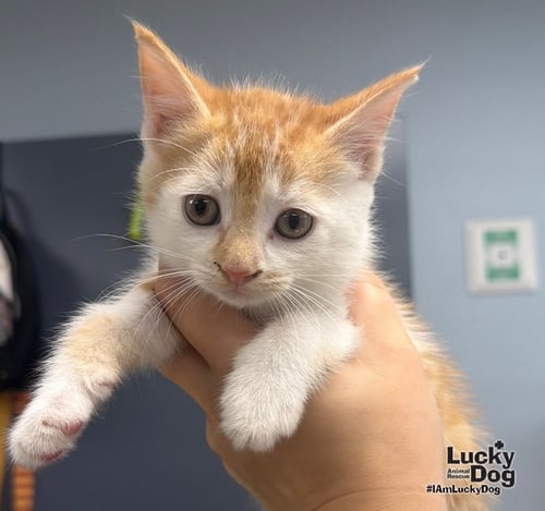 TILLY - Domestic Short Hair available for adoption