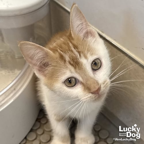 TILLY - Domestic Short Hair available for adoption