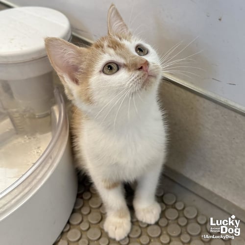 TILLY - Domestic Short Hair available for adoption