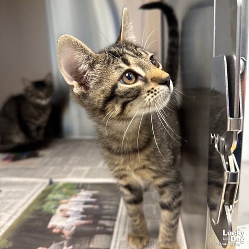 PEARL - Domestic Short Hair available for adoption