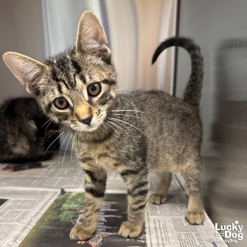 PEARL - Domestic Short Hair available for adoption